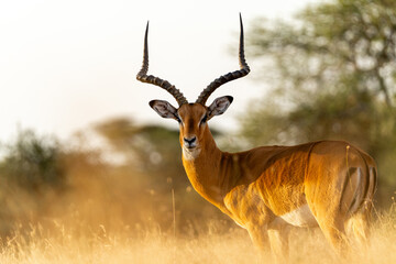 Obraz premium A male impala stands alert in the golden grasslands of Ndutu in the Serengeti, Tanzania, its long curved horns catching the sunset light.