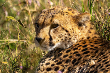 A close-up portrait of a cheetah in the Serengeti of Tanzania gazing out into the distance.