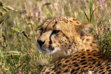 A close-up portrait of a cheetah in the Serengeti of Tanzania gazing out into the distance.