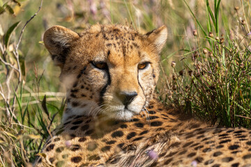 A close-up portrait of a cheetah in the Serengeti of Tanzania gazing out into the distance.