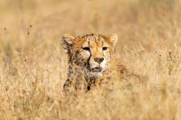 A close-up portrait of a cheetah in the Serengeti of Tanzania gazing out into the distance.