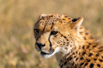 A close-up portrait of a cheetah in the Serengeti of Tanzania gazing out into the distance.