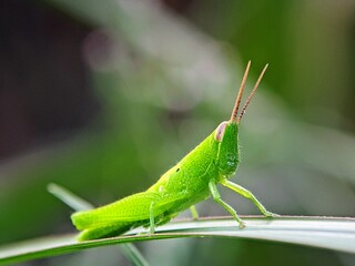 Close-up: How Do Green Grasshoppers (Oxya hyla hyla) Rest on Grass Leaves?
