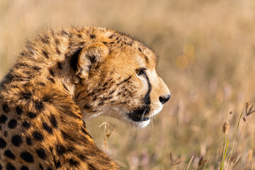 A close-up portrait of a cheetah in the Serengeti of Tanzania gazing out into the distance. © Eli