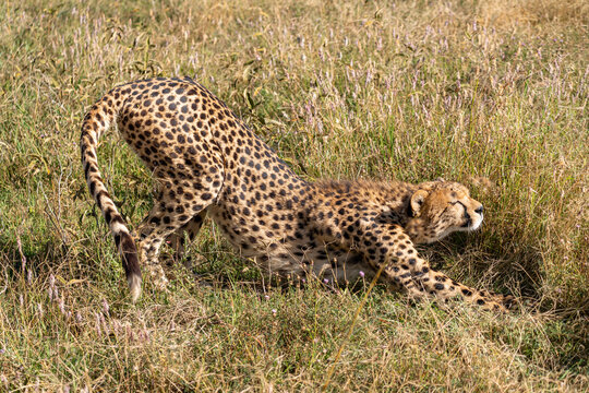 A cheetah stretches in the tall grasses of the Serengeti-Ndutu region, preparing for the day&rsquo;s activities under the African sun.