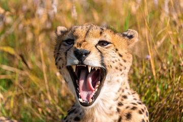 A cheetah yawns while resting in the grasslands of Ndutu in the Serengeti, Tanzania