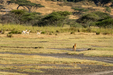 A cheetah scans the open plains of Ndutu, Serengeti, Tanzania, with a herd of Thomson’s gazelles...