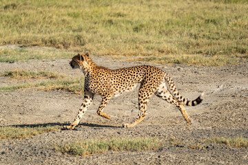 A cheetah running across the open plains of Ndutu in the Serengeti, Tanzania © Eli