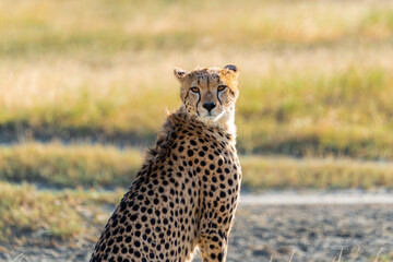 A cheetah glances back with sharp amber eyes in Ndutu, Serengeti, Tanzania