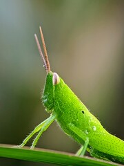 Green Aesthetics: Portrait of a Green Grasshopper (Oxya hyla hyla) in a Blurred Natural Background