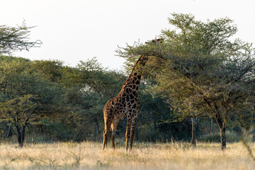 A giraffe stretches its long neck to feed on the leaves of an acacia tree in the Serengeti savanna of Tanzania.