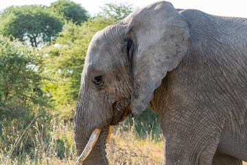 A close-up of an African elephant grazing in the golden grasslands of the Serengeti in Tanzania East Africa.
