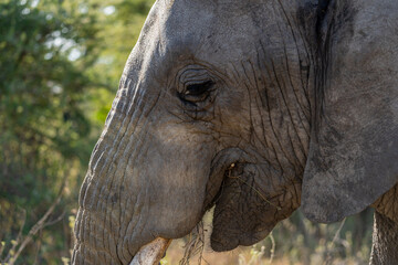 A close-up of an African elephant grazing in the golden grasslands of the Serengeti in Tanzania East Africa.