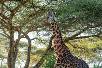 A large giraffe standing under a acacia tree in the Serengeti, Tanzania.