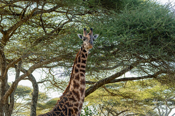 A large giraffe standing under a acacia tree in the Serengeti, Tanzania.