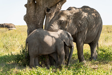 A mother African elephant stands protectively with her calf in the Serengeti of Tanzania, resting in the shade of a tree.