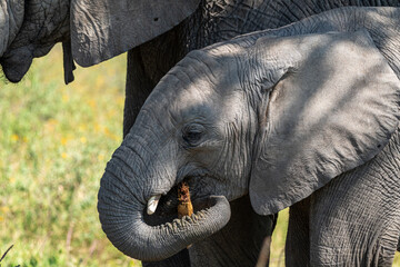 A mother African elephant stands protectively with her calf in the Serengeti of Tanzania, resting in the shade of a tree.