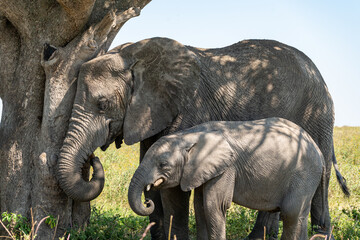 A mother African elephant stands protectively with her calf in the Serengeti of Tanzania, resting in the shade of a tree.