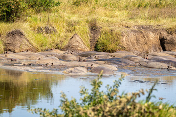 A pod of hippos (Hippopotamus amphibius) lounging in a muddy waterhole under the midday sun in Serengeti National Park, Tanzania.