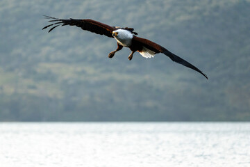 An African Fish Eagle (Haliaeetus vocifer) flying over Lake Naivasha in Kenya.