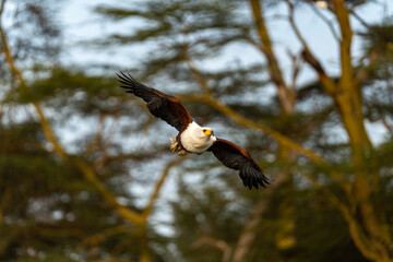 An African Fish Eagle (Haliaeetus vocifer) flying over Lake Naivasha in Kenya.