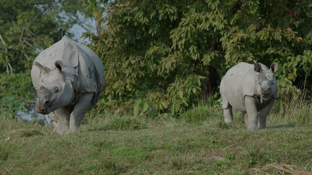Greater One-horned Rhinoceros (Rhinoceros unicornis) with its cub feeding on the grasslands of Kaziranga National Park, Assam, India. This vulnerable species represents the rich biodiversity.