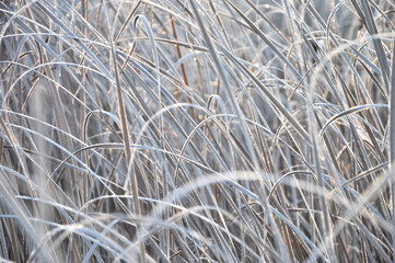 dry grass in the winter with frost