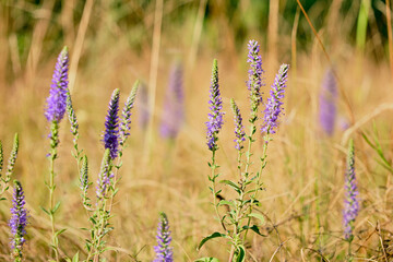 Close-up of purple wildflowers blooming in a summer meadow with blurred golden grass background, symbolizing beauty of nature and tranquility.