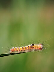 Macro Aesthetics: Portrait of a Hairy Caterpillar (Orgyia thyellina) with a Beautiful Blurred Background