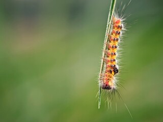 Natural Biology: Hairy Caterpillars (Orgyia thyellina) in their Natural Habitat Searching for Food