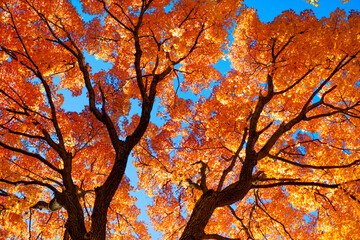Autumn tree top. Nature in fall season. Autumnal sunny day. Seasonal leaves on tree. Natural autumn leaves. Autumn beauty of nature. Fall season nature. Fall leaves of yellow tree