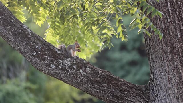 Grey Squirrel Cracking Nut on Tree Branch at Sunset &ndash; New Jersey Wildlife