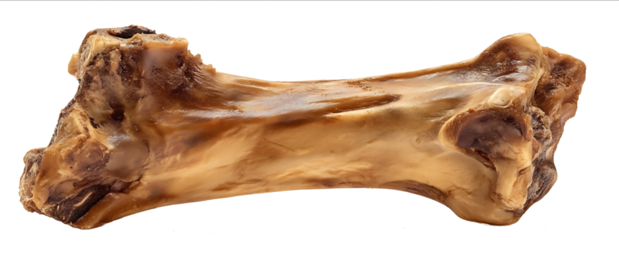 Beef bone for dogs isolated on a white background with a clipping path Fully in focus Realistic photograph