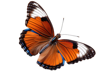 butterfly on white background