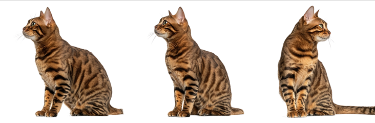 Set of three sideview photographic portraits of a brown Bengal cat sitting isolated on a white background Studio shot photorealistic