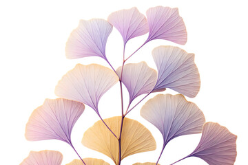 Delicate ginkgo leaves arrangement isolated on white background