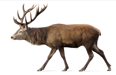 Red deer male in a natural pose fullbody side view isolated on a white background highly detailed in a photographic style incredibly hyperdetailed and hyperre