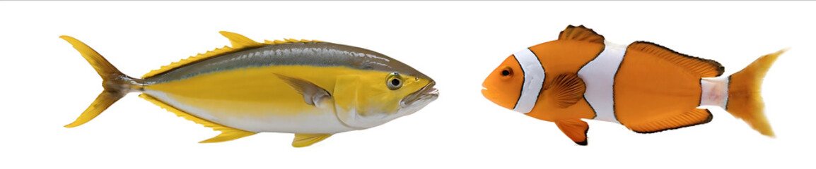 A set of tropical fish a yellow tuna and clownfish on a white background Highresolution photography insanely detailed with fine details Isolated object a stoc