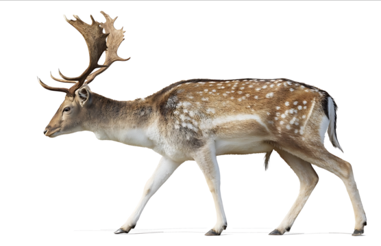 Fallow deer male walking to the right full body side view white background photorealistic high detail no shadows no text or symbols on the canvas no reflectio