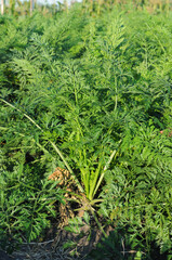 Green leaves of carrots growing in the field. Agricultural field. Close-up.