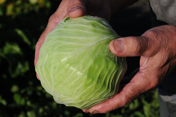 Close-up of freshly picked cabbage in farmer's hands.