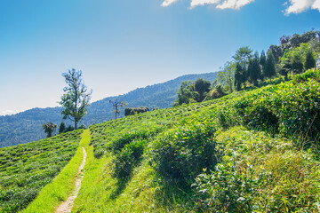 Pathway to inside of Temi tea garden of Ravangla, Sikkim, beautiful vast tea plantation on...
