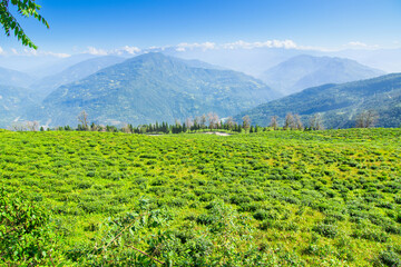 Temi tea garden of Ravangla, Sikkim, beautiful vast tea plantation on gradually sloping field with...