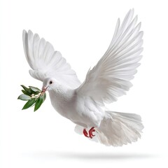 Obraz premium A white dove with an olive branch in its beak soars gracefully against a clean white background, symbolizing peace and hope.