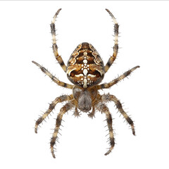 Obraz premium A topdown photograph of a fullbody large female Araneus diadematus European garden spider on a white background fulllength symmetrical isolated from the edges