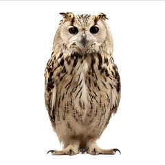 Naklejka premium Fullbody photograph of an owl isolated on a white background facing forward