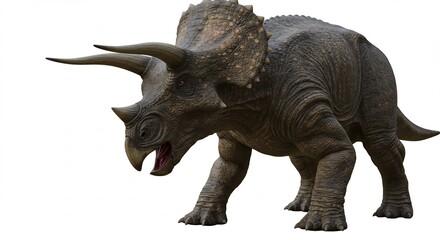 Fototapeta premium Triceratops robust steht majestatisch kraftvoll gegen weissen Hintergrund. AI Generated