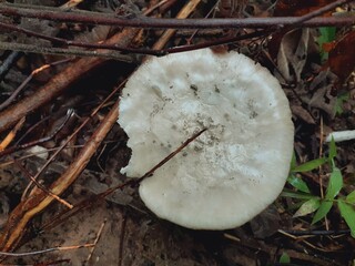 Wild mushrooms grow after the rain