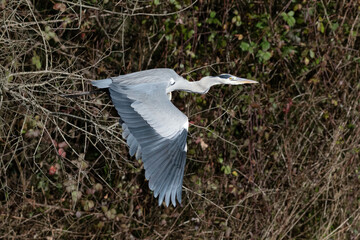 A grey heron takes flight on the bank of a river