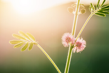 Beautiful wile flower in sunlight.